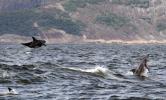 Golfinhos viram presença diária na Baía de Guanabara